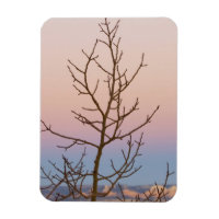 Bryce Canyon, Utah. Bare tree in front of sunset
