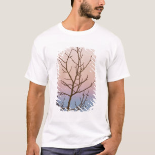 Bryce Canyon, Utah. Bare tree in front of sunset T-Shirt
