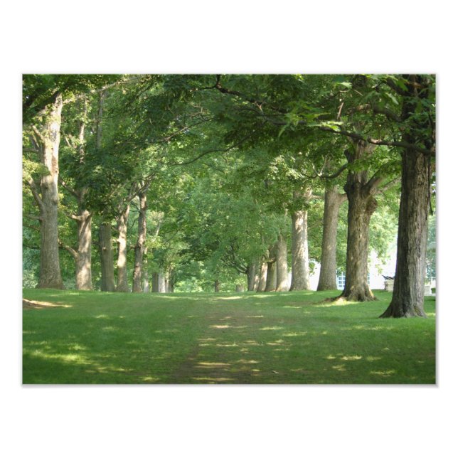 Bryn Mawr College Photo Imprimer Les arbres de ran (Devant)
