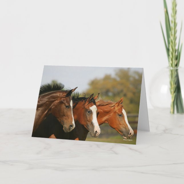 BThree Quarter Horses Running Headshots Card (Front)