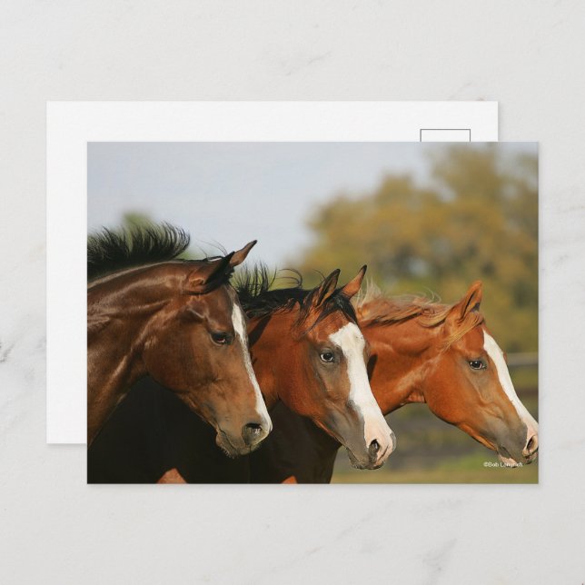 BThree Quarter Horses Running Headshots Postcard (Front/Back)