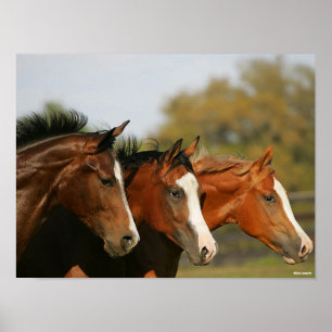 BThree Quarter Horses Running Headshots Poster