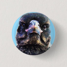 Bub the Australian Rescued Magpie 1 Inch Round Button