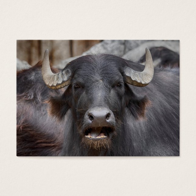 Bubalus bubalis (Front)