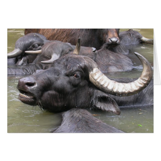 Bubalus bubalis (Devant horizontal)