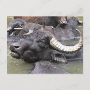 Bubalus bubalis postcard