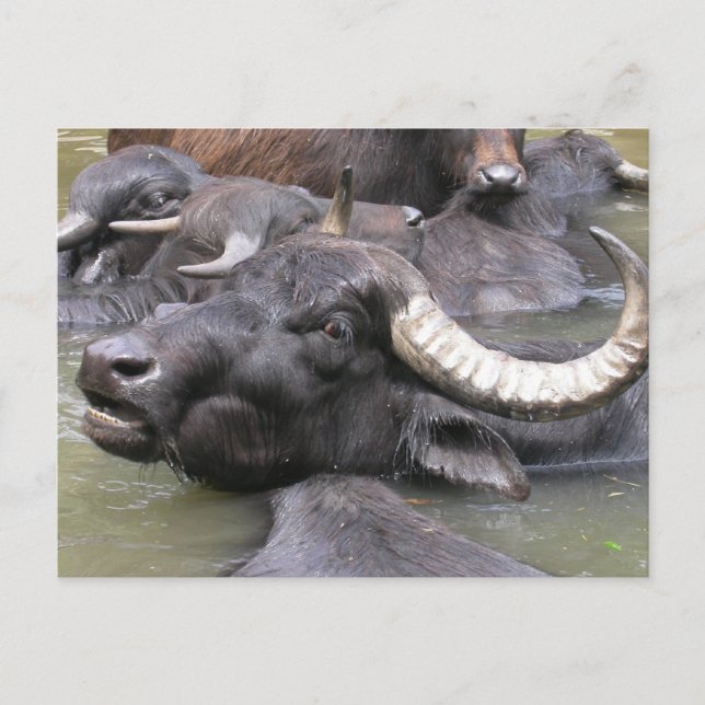 Bubalus bubalis postcard (Front)