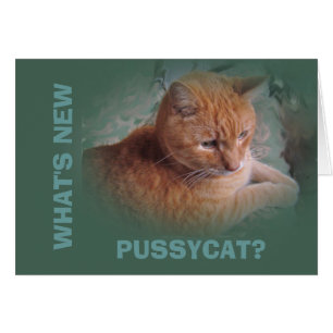 Bubba l'Orange Tabby Tomcat