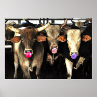 Bubble Gum Blowing Rodeo Bull Cows Western Art