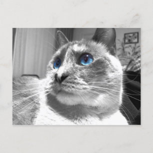 Bubble's Mesmerizing Blues Postcard