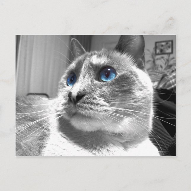 Bubble's Mesmerizing Blues Postcard (Front)