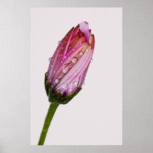 Bubbling daisy poster