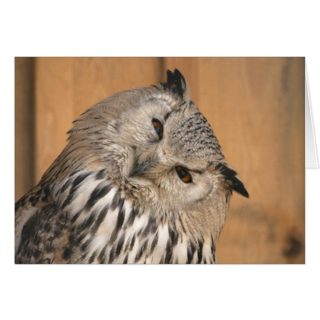 Bubo bubo sibiricus (Devant horizontal)