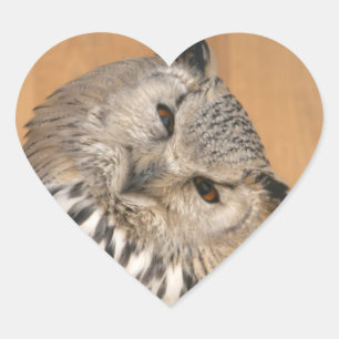 Bubo bubo sibiricus heart sticker