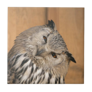 Bubo bubo sibiricus tile