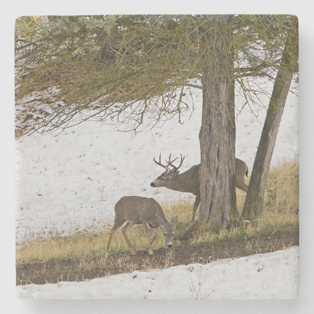 BUCK AND DOE STONE COASTER (Front)