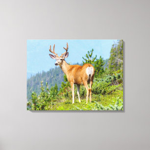 Buck Canvas Print