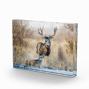 Buck Couple   Mule Deer Photo Block