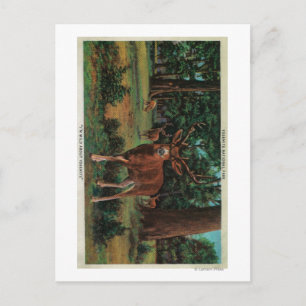 Buck Deer at Yosemite National Park Postcard