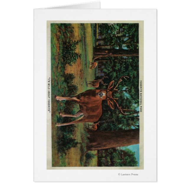 Buck Deer dans le parc national Yosemite (Devant)
