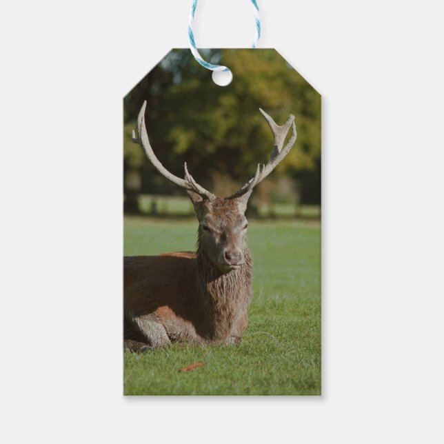 Buck deer gift tags (Front)