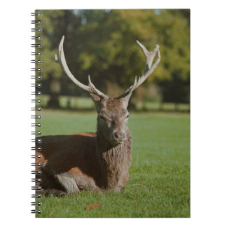 Buck deer notebook
