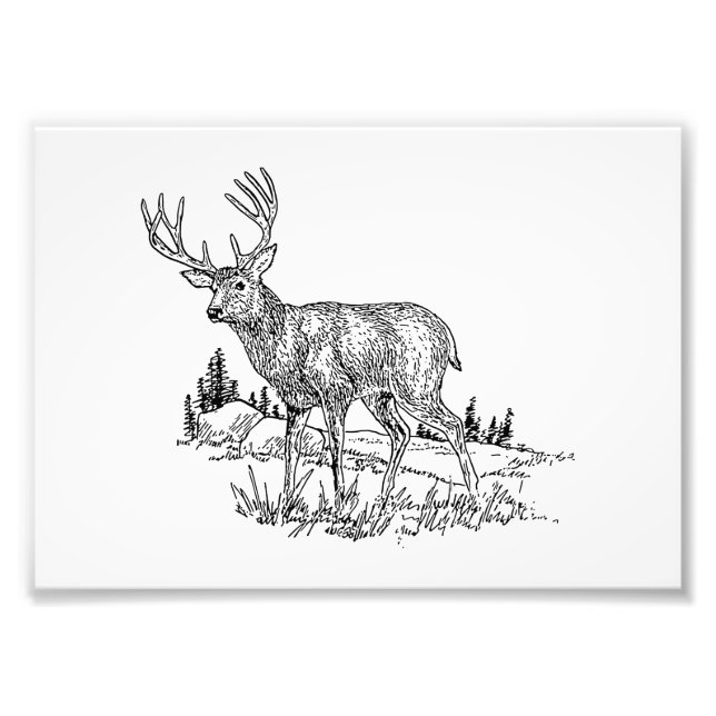 Buck Deer Photo Print (Front)