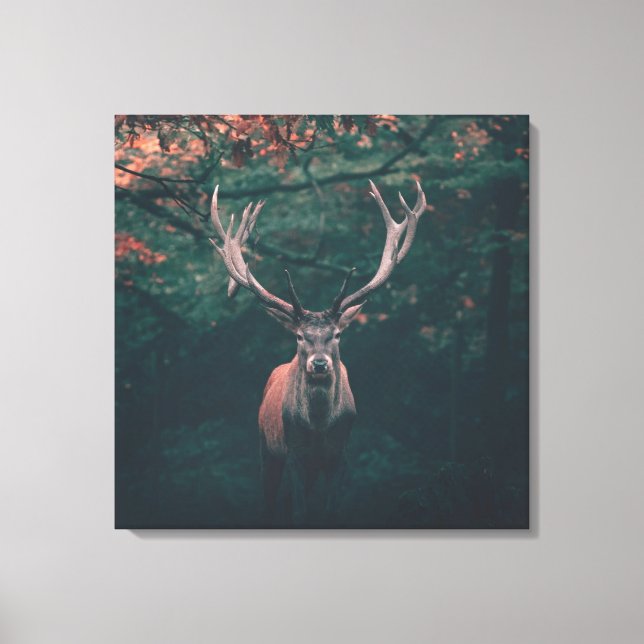 Buck Deer Wild Animal Canvas Print (Front)