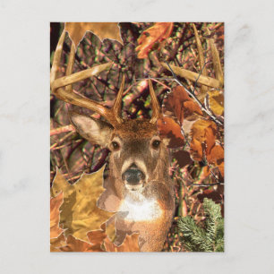 Buck in Camo White Tail Deer Postcard