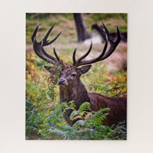 Buck in Richmond Park - 16x20 - 520 pieces Jigsaw Puzzle