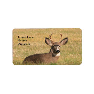 Buck In The Grass Address Label
