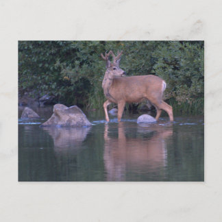 Buck Mule Deer in Velvet Morning Crossing Postcard