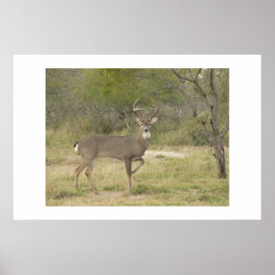 Buck. Poster
