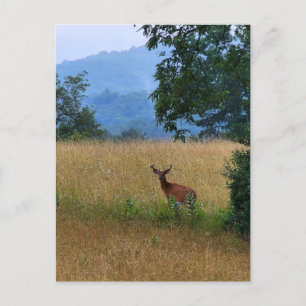 Buck Standing in a Field Postcard
