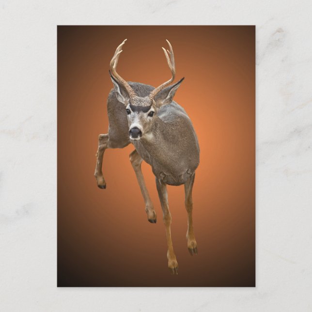 BUCK STOPS HERE POSTCARD (Front)