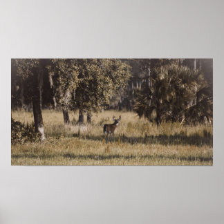Buck under the oaks poster