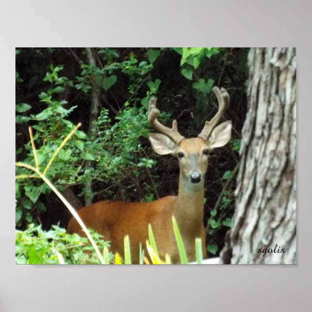 Buck White-tailed Deer Value Poster Paper (Matte) (Front)