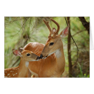 Buck Whitetail Et Bonification De La Faune