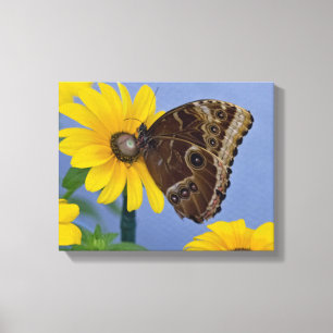 Buckeye Butterfly on Yellow Daisy Canvas Print