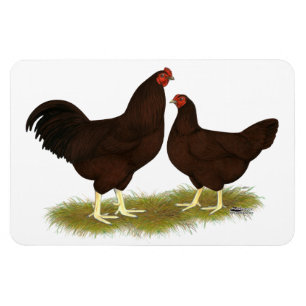 Buckeye Chickens Magnet
