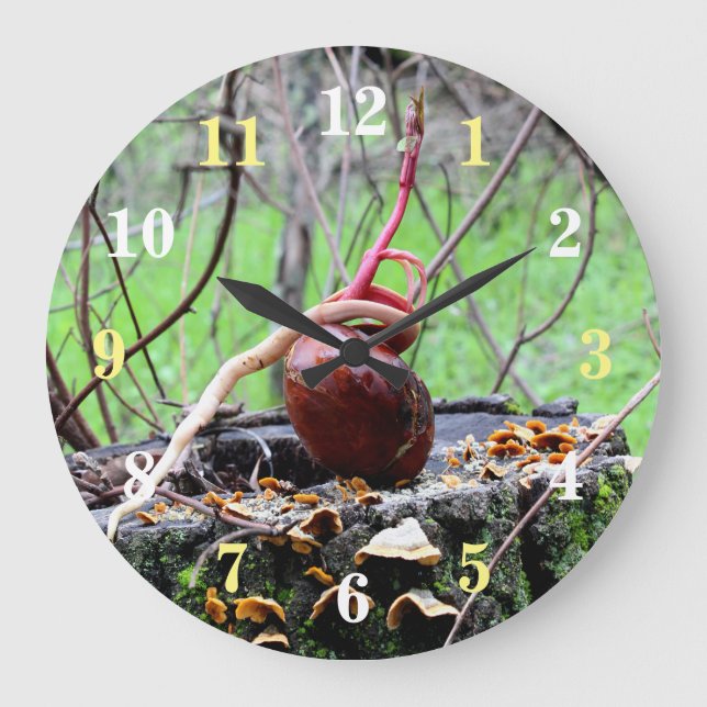 Buckeye Tree Sprout Round Wall Clock (Front)