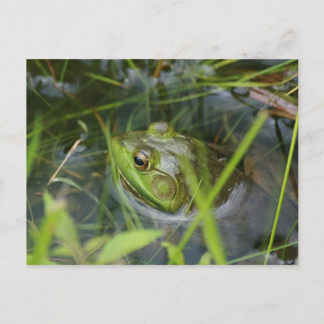 Buckfield Frog Postcard (Front)