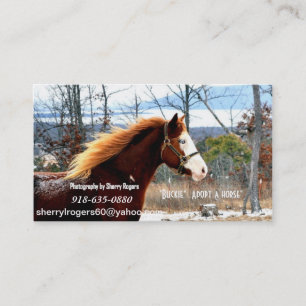 " Buckie"  Adopt a horse Business Card