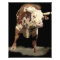 Bucking Bull Rodeo Western Cowboy Ranch Art