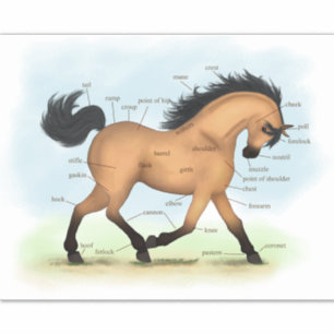 Buckskin Horse Educational Equine Anatomy Chart