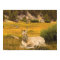 Buckskin Horse Foal Portrait