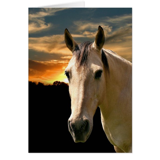 Buckskin horse sunset (Front)