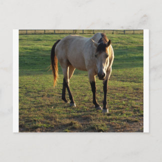 Buckskin Mare Postcard