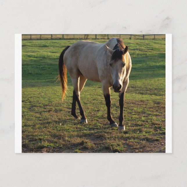 Buckskin Mare Postcard (Front)