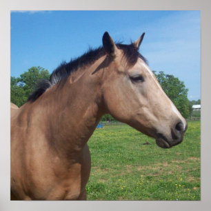 Buckskin Mustang Poster